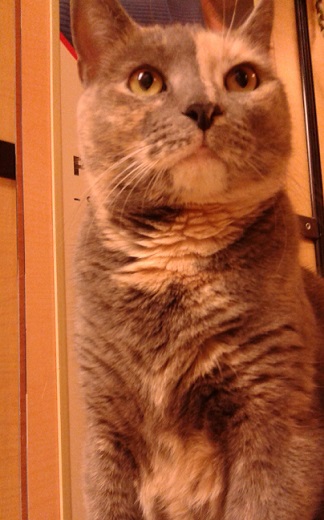 Gypsy Rose, the cat of the week
