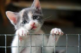 image from mc-spca.com little kitty