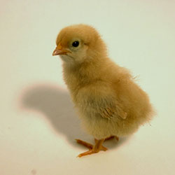 Buff Orpington Chick