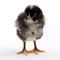 Cuckoo Maran Chick