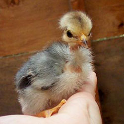 Turken Naked Neck Chick