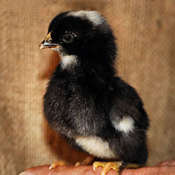 Barred Plymouth Rock Chick