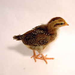 Speckled Sussex Chick
