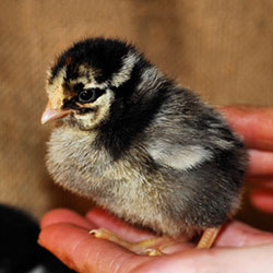 Wyandotte Chick
