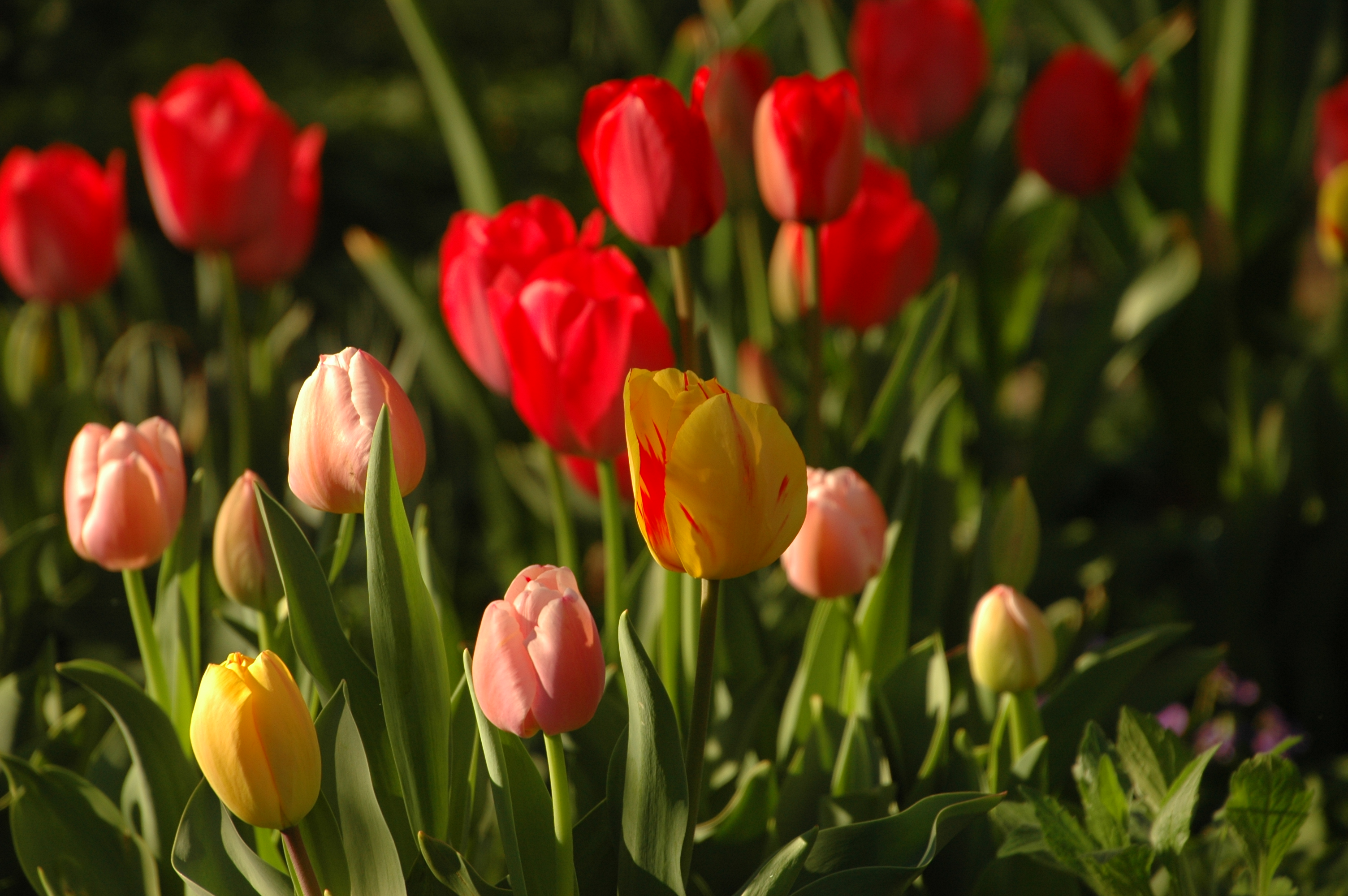 Tulips