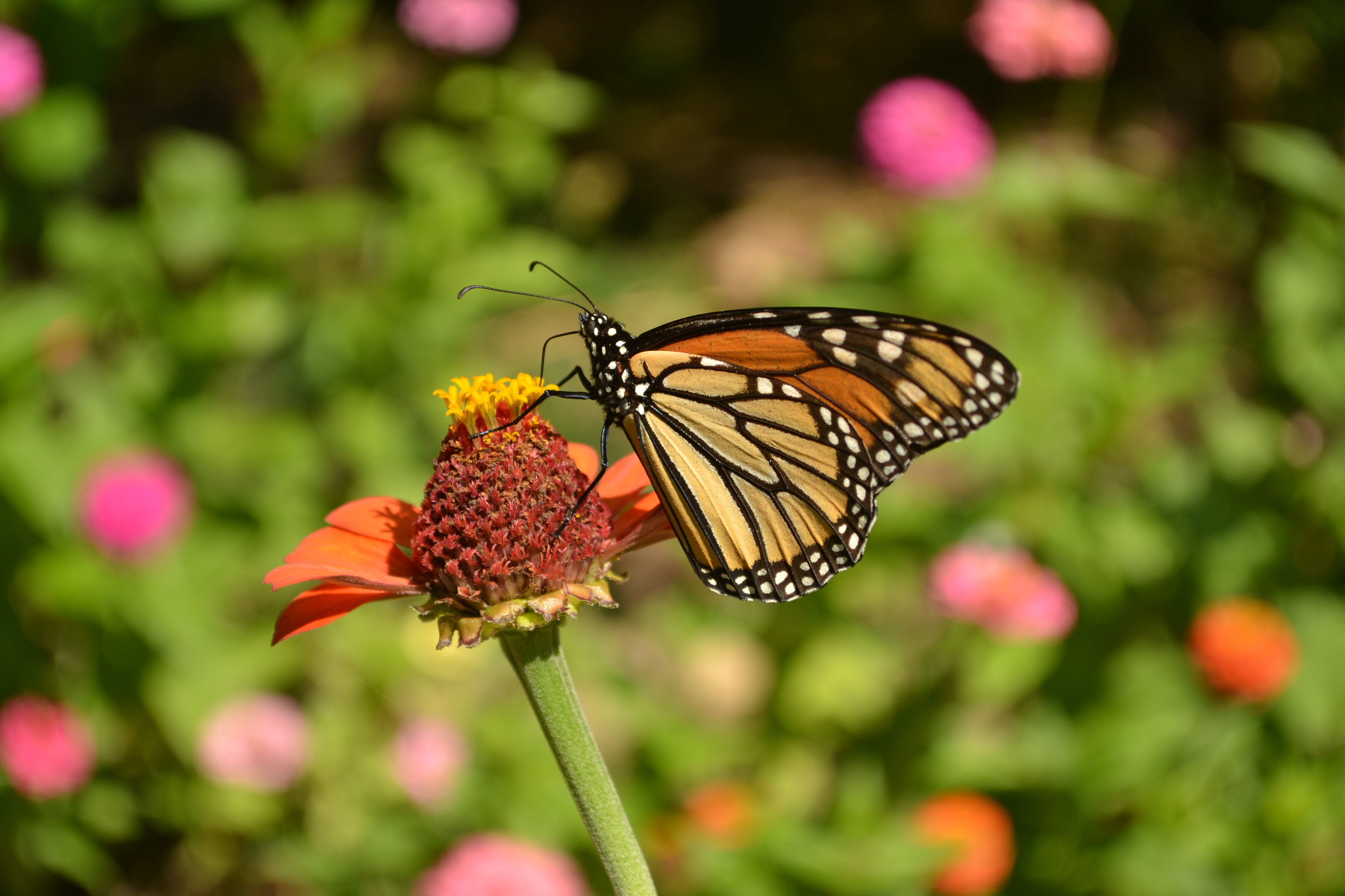 Butterfly on a flower