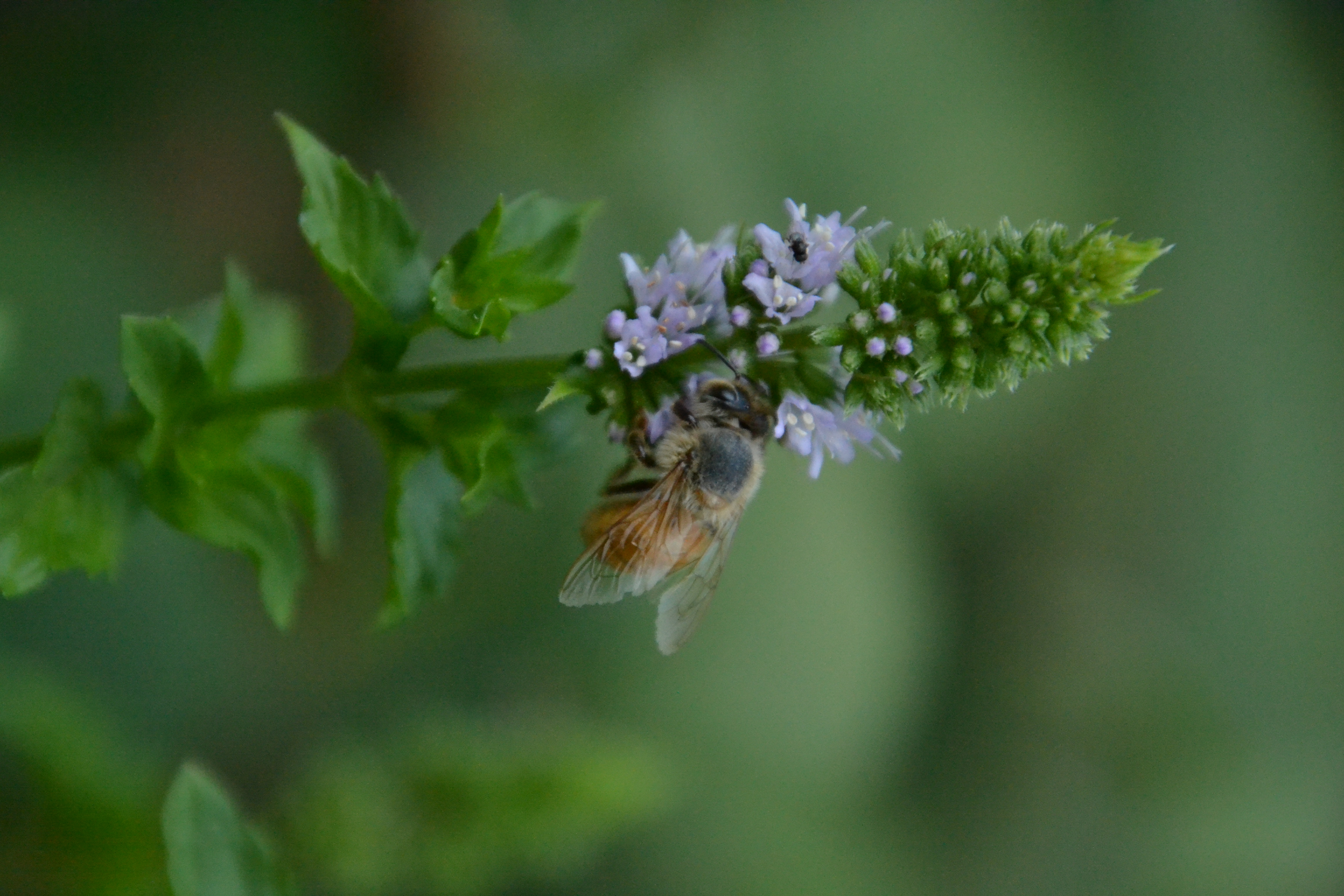 a bee on a flower