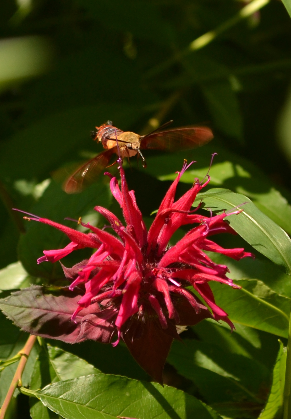 Hummingbird Moth