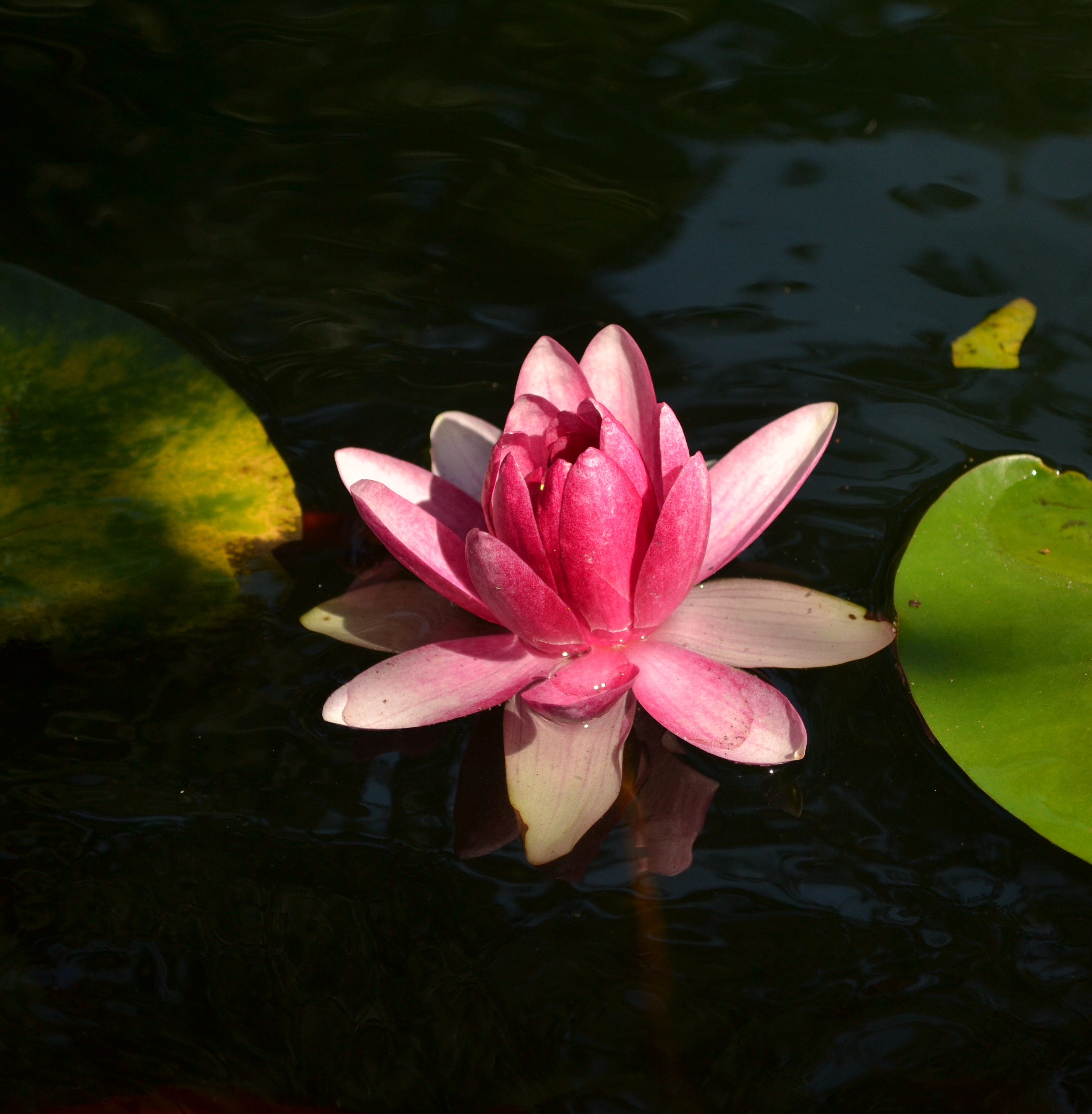 Water Lily